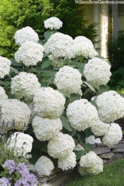 Incrediball Smooth Hydrangea - 3 Gallon Pot 12 Incrediball Smooth Hydrangea - 3 Gallon Pot -Bush Sale Shop hydrangea arborescens incrediball 16