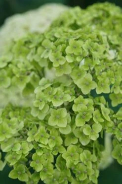 Invincibelle Sublime Smooth Hydrangea - 3 Gallon Pot 14 Invincibelle Sublime Smooth Hydrangea - 3 Gallon Pot -Bush Sale Shop hydrangea arborescens invincibelle sublime 3