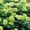 Invincibelle Sublime Smooth Hydrangea - 3 Gallon Pot -Bush Sale Shop hydrangea arborescens invincibelle sublime 5