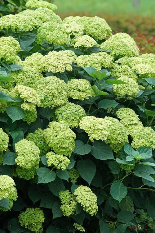 Invincibelle Sublime Smooth Hydrangea - 3 Gallon Pot 3 Invincibelle Sublime Smooth Hydrangea - 3 Gallon Pot