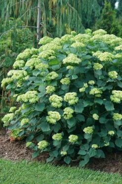 Invincibelle Sublime Smooth Hydrangea - 3 Gallon Pot 16 Invincibelle Sublime Smooth Hydrangea - 3 Gallon Pot -Bush Sale Shop hydrangea arborescens invincibelle sublime 6