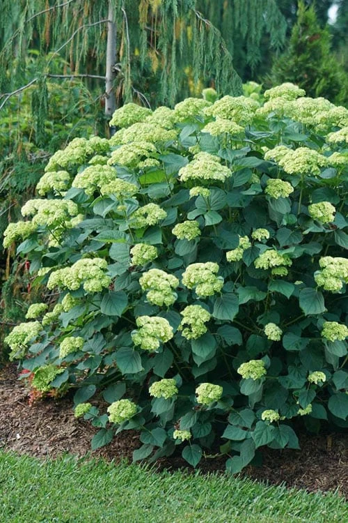 Invincibelle Sublime Smooth Hydrangea - 3 Gallon Pot 8 Invincibelle Sublime Smooth Hydrangea - 3 Gallon Pot - Image 6