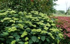 Invincibelle Sublime Smooth Hydrangea - 3 Gallon Pot 15 Invincibelle Sublime Smooth Hydrangea - 3 Gallon Pot -Bush Sale Shop hydrangea arborescens invincibelle sublime 8