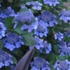 Bluebird Hydrangea - 3 Gallon Pot -Bush Sale Shop hydrangea bluebird 21