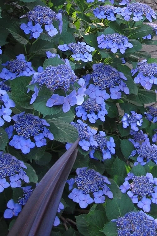 Bluebird Hydrangea - 3 Gallon Pot 3 Bluebird Hydrangea - 3 Gallon Pot