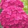 Charm Red Hydrangea - 3 Gallon Pot 2 Charm Red Hydrangea - 3 Gallon Pot -Bush Sale Shop hydrangea charm red 5 1