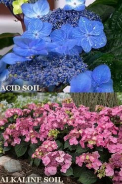 Endless Summer 'Pop Star' Hydrangea - 3 Gallon Pot 9 Endless Summer 'Pop Star' Hydrangea - 3 Gallon Pot -Bush Sale Shop hydrangea endless summer pop star 1