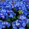 Endless Summer 'Pop Star' Hydrangea - 3 Gallon Pot 1 Endless Summer 'Pop Star' Hydrangea - 3 Gallon Pot -Bush Sale Shop hydrangea endless summer pop star 4