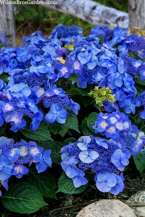 Endless Summer 'Pop Star' Hydrangea - 3 Gallon Pot 3 Endless Summer 'Pop Star' Hydrangea - 3 Gallon Pot