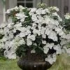 Fairytrail Bride Cascade Hydrangea - 2 Gallon Pot -Bush Sale Shop hydrangea fairytrail bride 11