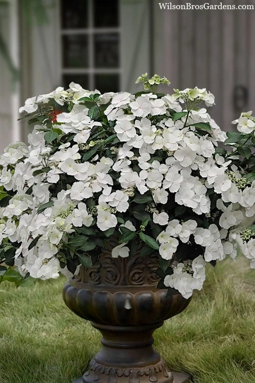 Fairytrail Bride Cascade Hydrangea - 3 Gallon Pot 3 Fairytrail Bride Cascade Hydrangea - 3 Gallon Pot
