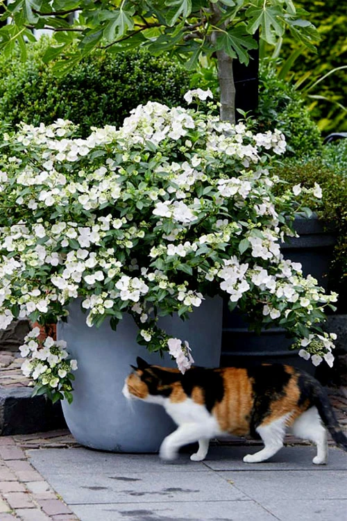 Fairytrail Bride Cascade Hydrangea - 2.5 Gallon Pot 7 Fairytrail Bride Cascade Hydrangea - 2.5 Gallon Pot - Image 5