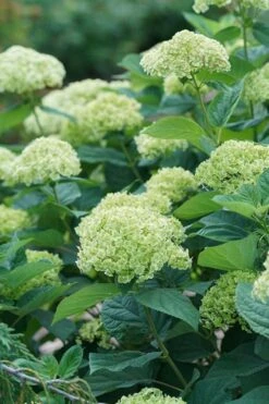 Invincibelle Sublime Smooth Hydrangea - 3 Gallon Pot 17 Invincibelle Sublime Smooth Hydrangea - 3 Gallon Pot -Bush Sale Shop hydrangea invincibelle sublime 500x750 1