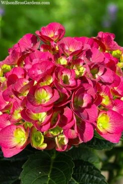 Bush Sale Shop 41 Akadama Hydrangea - 3 Gallon Pot