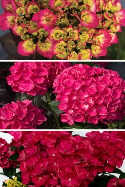 Akadama Hydrangea - 3 Gallon Pot -Bush Sale Shop hydrangea macrophylla akadama 3