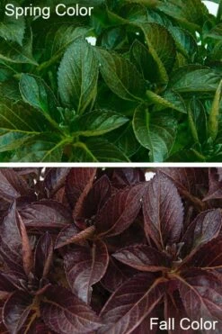 Akadama Hydrangea - 3 Gallon Pot -Bush Sale Shop hydrangea macrophylla akadama 4