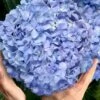 Big Daddy Hydrangea - 2 Gallon Pot 1 Big Daddy Hydrangea - 2 Gallon Pot -Bush Sale Shop hydrangea macrophylla big daddy 101