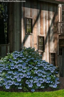 Blue Wave Lacecap Hydrangea - 3 Gallon Pot 16 Blue Wave Lacecap Hydrangea - 3 Gallon Pot -Bush Sale Shop hydrangea macrophylla blue wave 22