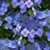 Blue Wave Lacecap Hydrangea - 3 Gallon Pot 2 Blue Wave Lacecap Hydrangea - 3 Gallon Pot -Bush Sale Shop hydrangea macrophylla blue wave 23
