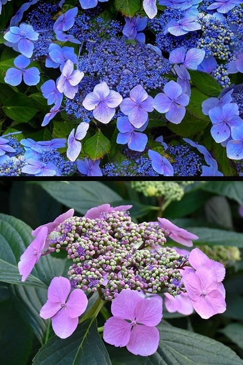 Blue Wave Lacecap Hydrangea - 3 Gallon Pot 10 Blue Wave Lacecap Hydrangea - 3 Gallon Pot - Image 8