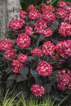 Eclipse Bigleaf Hydrangea - 3 Gallon Pot 11 Eclipse Bigleaf Hydrangea - 3 Gallon Pot -Bush Sale Shop hydrangea macrophylla eclipse 3