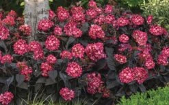 Eclipse Bigleaf Hydrangea - 3 Gallon Pot 13 Eclipse Bigleaf Hydrangea - 3 Gallon Pot -Bush Sale Shop hydrangea macrophylla eclipse 4