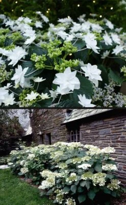 Fuji Waterfall Hydrangea - 3 Gallon Pot -Bush Sale Shop hydrangea macrophylla fuji waterfall 4