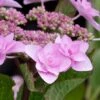 Izu No Hana Lacecap Hydrangea - 3 Gallon Pot -Bush Sale Shop hydrangea macrophylla izu no ito 6