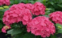 Let's Dance 'Big Band' Dwarf Hydrangea - 3 Gallon Pot -Bush Sale Shop hydrangea macrophylla lets dance big band 1