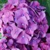 Let's Dance 'Big Band' Dwarf Hydrangea - 3 Gallon Pot 1 Let's Dance 'Big Band' Dwarf Hydrangea - 3 Gallon Pot -Bush Sale Shop hydrangea macrophylla lets dance big band 2