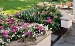 Let's Dance 'Big Band' Dwarf Hydrangea - 3 Gallon Pot -Bush Sale Shop hydrangea macrophylla lets dance big band 3