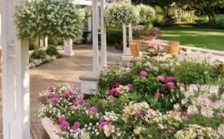 Let's Dance 'Big Band' Dwarf Hydrangea - 3 Gallon Pot -Bush Sale Shop hydrangea macrophylla lets dance big band 4