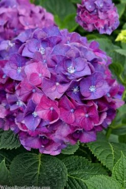 Let's Dance 'Big Band' Dwarf Hydrangea - 3 Gallon Pot -Bush Sale Shop hydrangea macrophylla lets dance big band 5