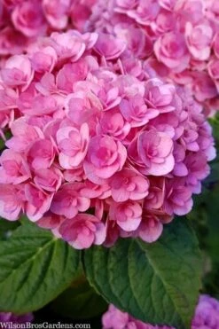 Love Hydrangea - 3 Gallon Pot 11 Love Hydrangea - 3 Gallon Pot -Bush Sale Shop hydrangea macrophylla love 1