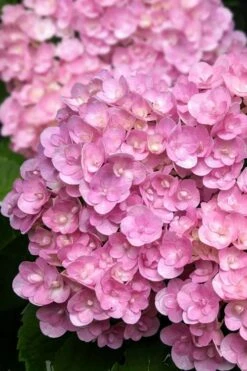 Love Hydrangea - 3 Gallon Pot 10 Love Hydrangea - 3 Gallon Pot -Bush Sale Shop hydrangea macrophylla love 5
