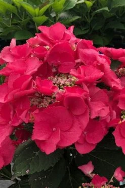 Cherry Explosion Hydrangea - 3 Gallon Pot 9 Cherry Explosion Hydrangea - 3 Gallon Pot -Bush Sale Shop hydrangea macrophylla mckay cherry explosion 100