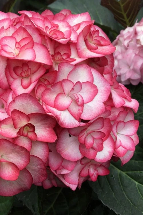 Miss Saori Hydrangea - 1 Gallon Pot 3 Miss Saori Hydrangea - 1 Gallon Pot