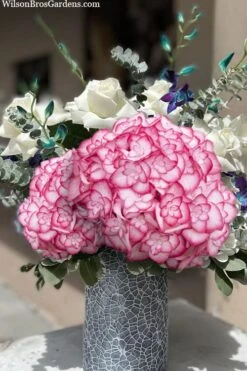 Miss Saori Hydrangea - 1 Gallon Pot 14 Miss Saori Hydrangea - 1 Gallon Pot -Bush Sale Shop hydrangea macrophylla miss saori 20