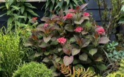 Miss Saori Hydrangea - 1 Gallon Pot 15 Miss Saori Hydrangea - 1 Gallon Pot -Bush Sale Shop hydrangea macrophylla miss saori 9