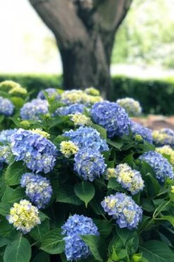 Nantucket Blue Hydrangea - 3 Gallon Pot 15 Nantucket Blue Hydrangea - 3 Gallon Pot -Bush Sale Shop hydrangea macrophylla nantucket 3