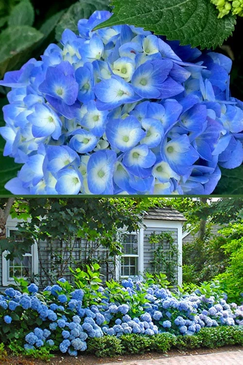 Nantucket Blue Hydrangea - 3 Gallon Pot 8 Nantucket Blue Hydrangea - 3 Gallon Pot - Image 6