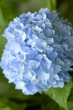 Penny Mac Hydrangea - 2 Gallon Pot 10 Penny Mac Hydrangea - 2 Gallon Pot -Bush Sale Shop hydrangea macrophylla penny mac 21 2