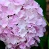 Penny Mac Hydrangea - 3 Gallon Pot -Bush Sale Shop hydrangea macrophylla penny mac 22