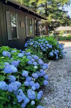Penny Mac Hydrangea - 2 Gallon Pot 11 Penny Mac Hydrangea - 2 Gallon Pot -Bush Sale Shop hydrangea macrophylla penny mac 23 2