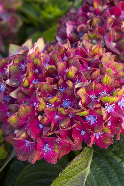 Pistachio Hydrangea - 3 Gallon Pot 8 Pistachio Hydrangea - 3 Gallon Pot - Image 6