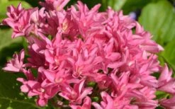 Princess Diana Hydrangea - 3 Gallon Pot 17 Princess Diana Hydrangea - 3 Gallon Pot -Bush Sale Shop hydrangea macrophylla princess diana 1