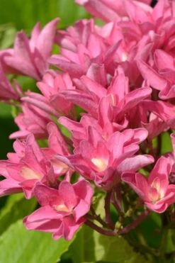 Princess Diana Hydrangea - 3 Gallon Pot 18 Princess Diana Hydrangea - 3 Gallon Pot -Bush Sale Shop hydrangea macrophylla princess diana 3