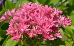 Princess Diana Hydrangea - 3 Gallon Pot 16 Princess Diana Hydrangea - 3 Gallon Pot -Bush Sale Shop hydrangea macrophylla princess diana 5