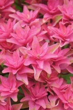 Princess Diana Hydrangea - 3 Gallon Pot 19 Princess Diana Hydrangea - 3 Gallon Pot -Bush Sale Shop hydrangea macrophylla princess diana 6