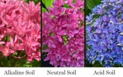 Princess Diana Hydrangea - 3 Gallon Pot 14 Princess Diana Hydrangea - 3 Gallon Pot -Bush Sale Shop hydrangea macrophylla princess diana 8